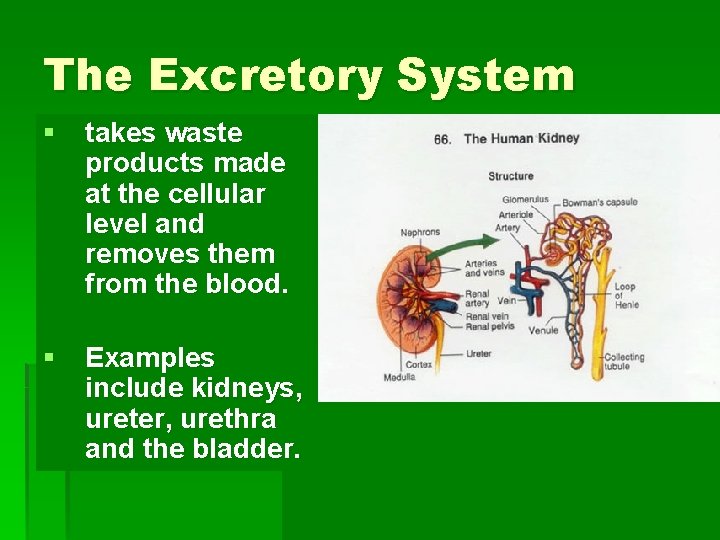 The Excretory System § takes waste products made at the cellular level and removes