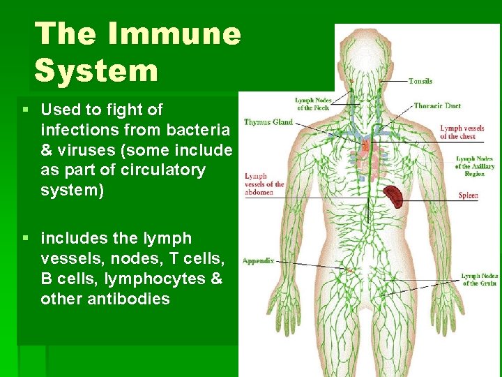 The Immune System § Used to fight of infections from bacteria & viruses (some