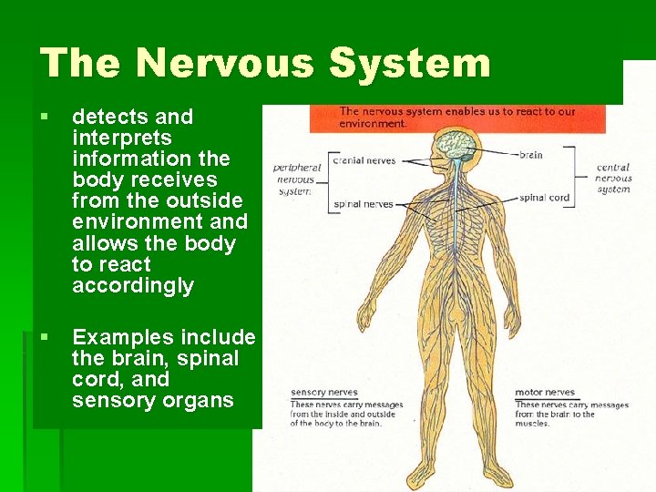 The Nervous System § detects and interprets information the body receives from the outside