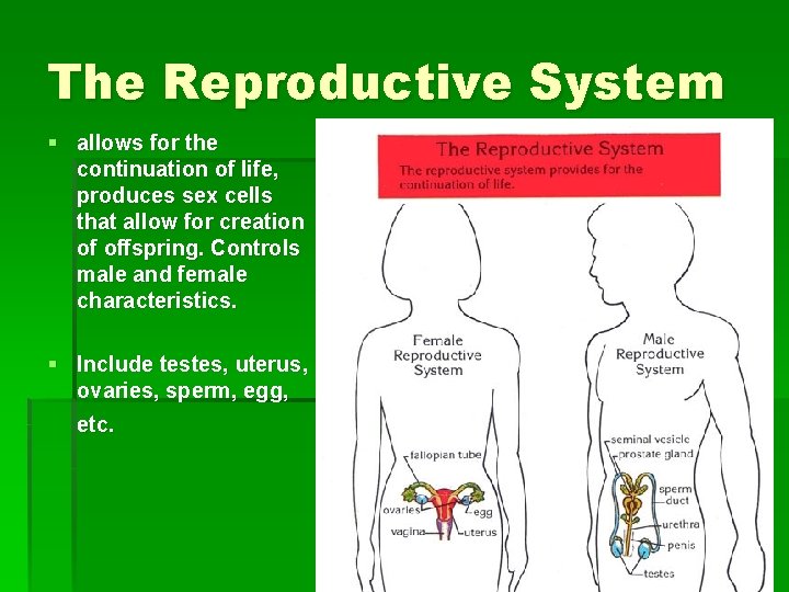 The Reproductive System § allows for the continuation of life, produces sex cells that
