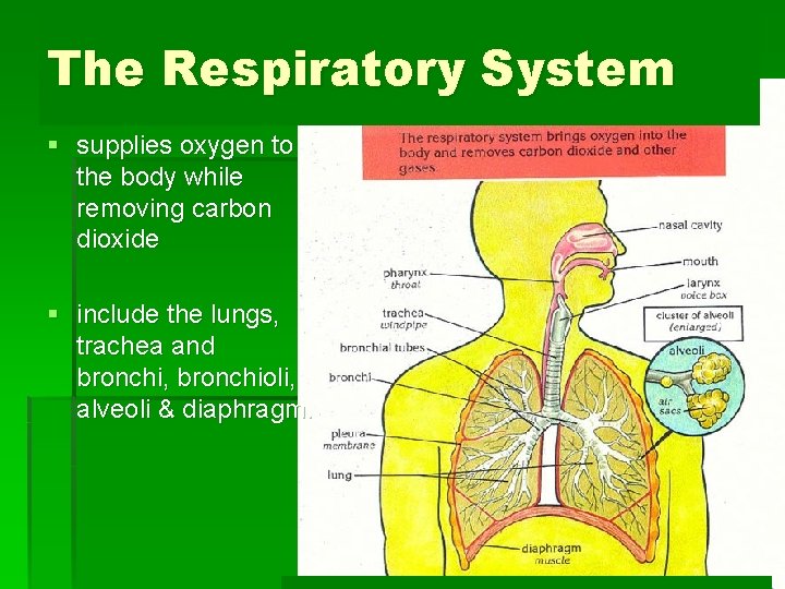 The Respiratory System § supplies oxygen to the body while removing carbon dioxide §