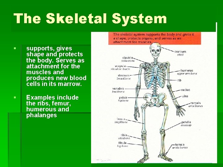 The Skeletal System § supports, gives shape and protects the body. Serves as attachment
