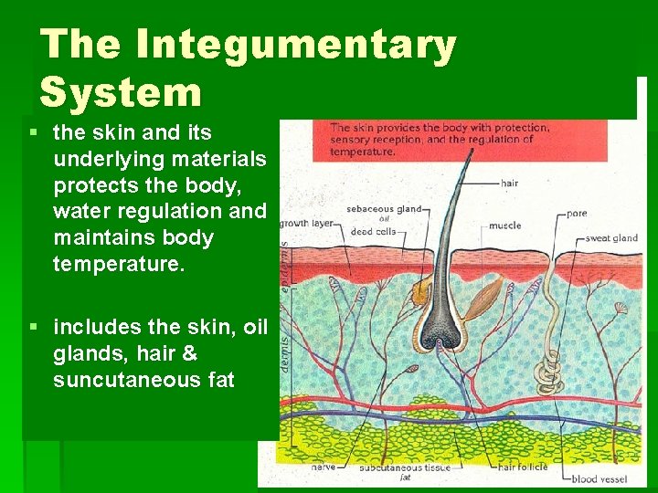 The Integumentary System § the skin and its underlying materials protects the body, water