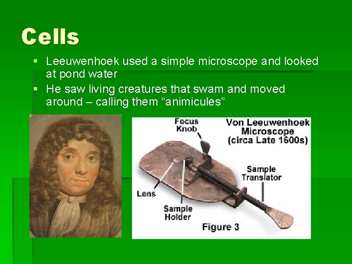 Cells § Leeuwenhoek used a simple microscope and looked at pond water § He