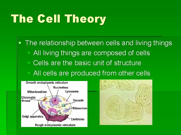 The Cell Theory § The relationship between cells and living things § All living