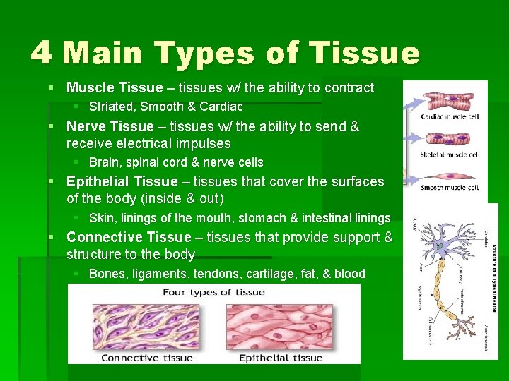 4 Main Types of Tissue § Muscle Tissue – tissues w/ the ability to