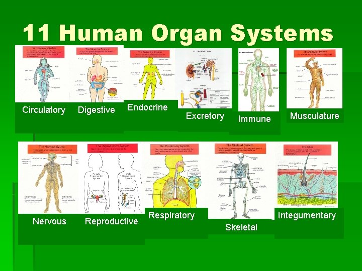 11 Human Organ Systems Circulatory Nervous Digestive Endocrine Reproductive Excretory Immune Respiratory Musculature Integumentary