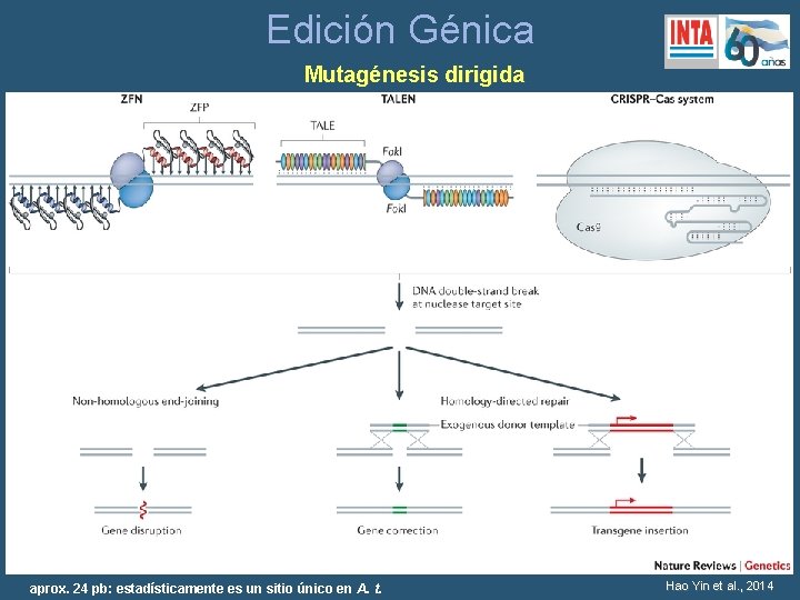 Edición Génica Mutagénesis dirigida aprox. 24 pb: estadísticamente es un sitio único en A.