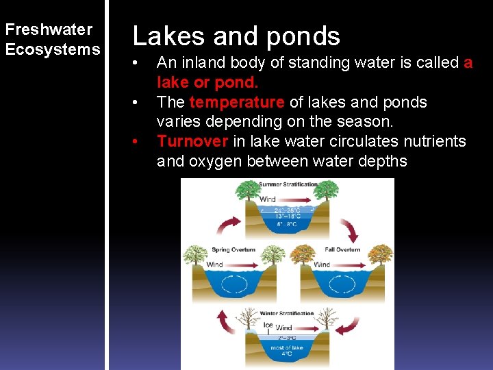 Freshwater Ecosystems Lakes and ponds • • • An inland body of standing water Freshwater Ecosystems Lakes and ponds • • • An inland body of standing water