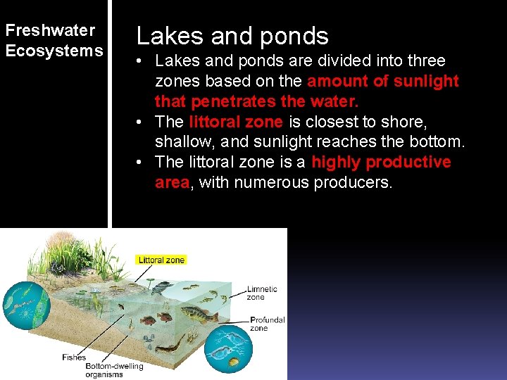 Freshwater Ecosystems Lakes and ponds • Lakes and ponds are divided into three zones Freshwater Ecosystems Lakes and ponds • Lakes and ponds are divided into three zones