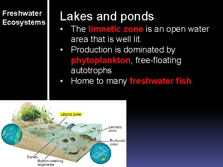 Freshwater Ecosystems Lakes and ponds • The limnetic zone is an open water area Freshwater Ecosystems Lakes and ponds • The limnetic zone is an open water area