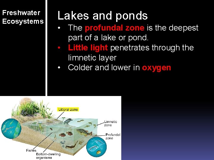Freshwater Ecosystems Lakes and ponds • The profundal zone is the deepest part of Freshwater Ecosystems Lakes and ponds • The profundal zone is the deepest part of