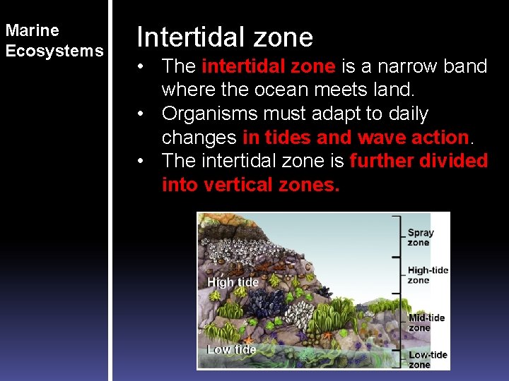 Marine Ecosystems Intertidal zone • The intertidal zone is a narrow band where the Marine Ecosystems Intertidal zone • The intertidal zone is a narrow band where the