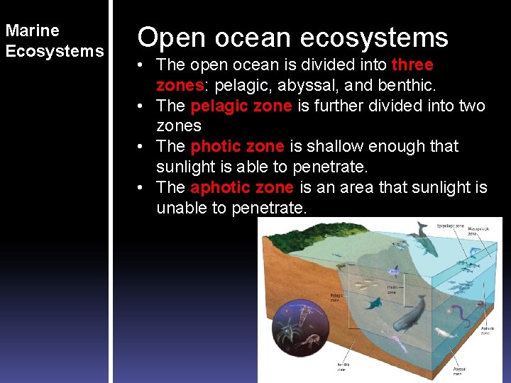 Marine Ecosystems Open ocean ecosystems • The open ocean is divided into three zones: Marine Ecosystems Open ocean ecosystems • The open ocean is divided into three zones: