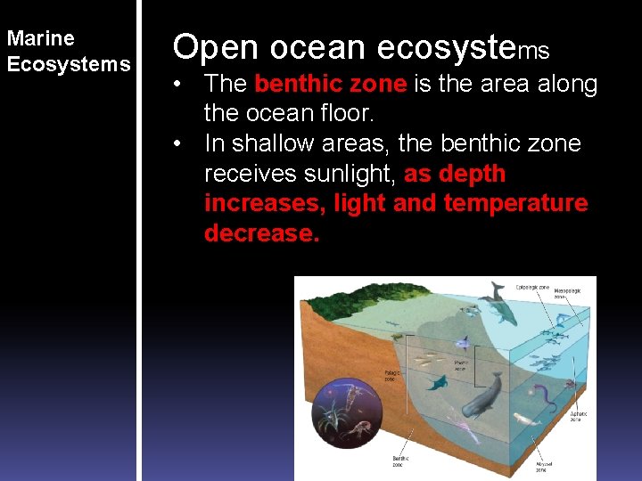 Marine Ecosystems Open ocean ecosystems • The benthic zone is the area along the Marine Ecosystems Open ocean ecosystems • The benthic zone is the area along the