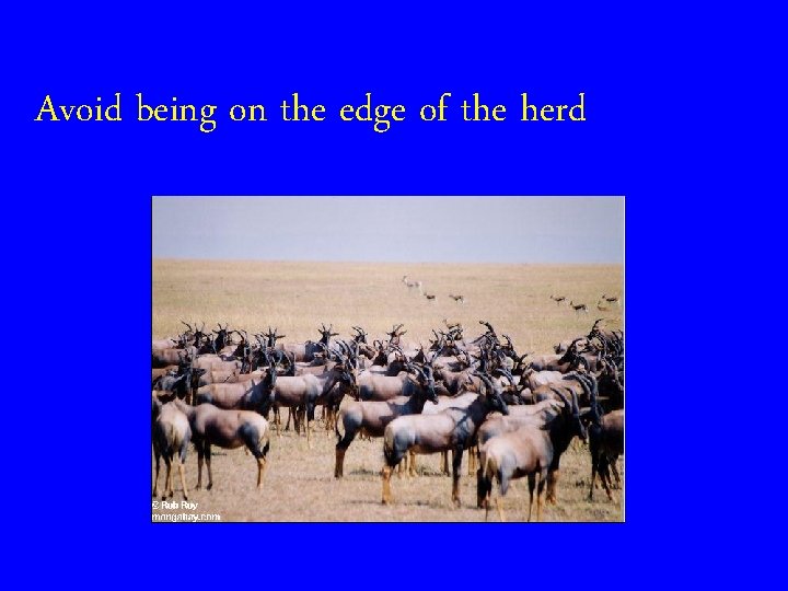 Avoid being on the edge of the herd 