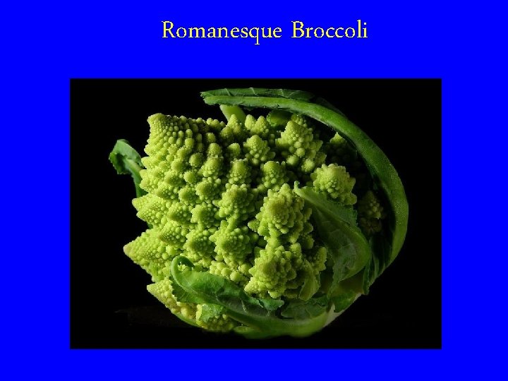 Romanesque Broccoli 
