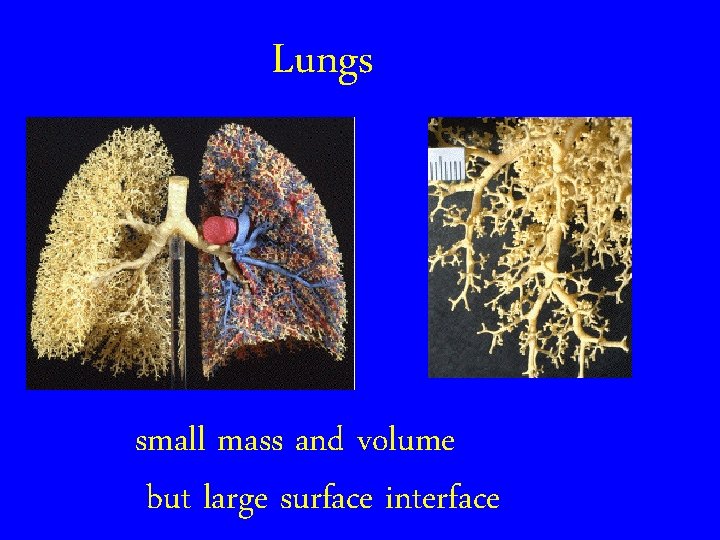 Lungs small mass and volume but large surface interface 