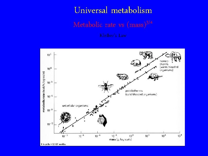 Universal metabolism Metabolic rate vs (mass)3/4 Kleiber’s Law 