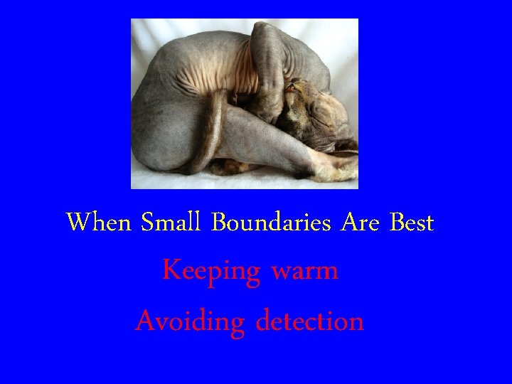 When Small Boundaries Are Best Keeping warm Avoiding detection 