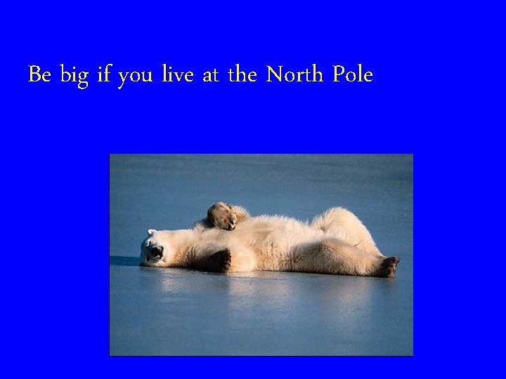 Be big if you live at the North Pole 