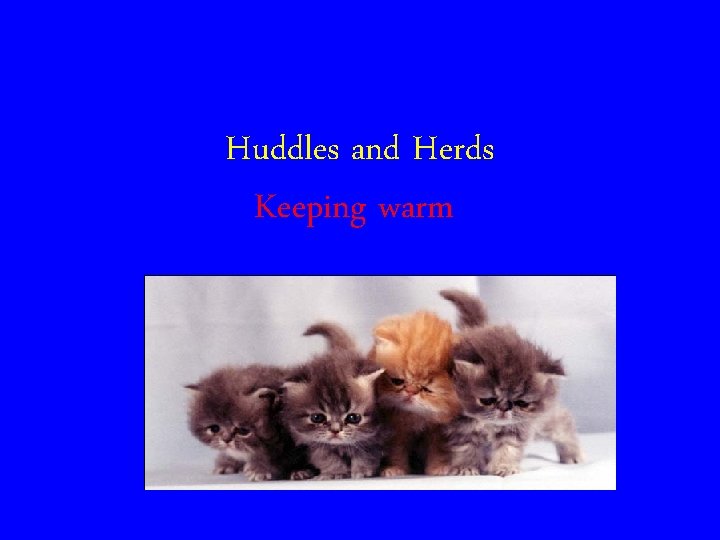 Huddles and Herds Keeping warm 