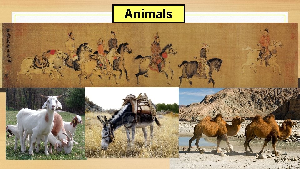 Animals 