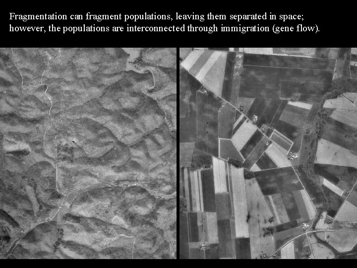 Fragmentation can fragment populations, leaving them separated in space; however, the populations are interconnected