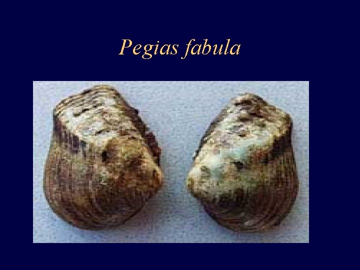 Pegias fabula 