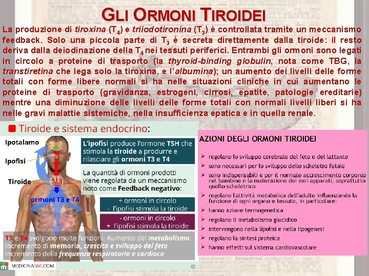 GLI ORMONI TIROIDEI La produzione di tiroxina (T 4) e triiodotironina (T 3) è