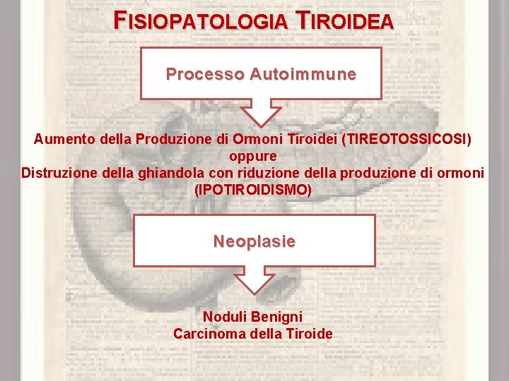 FISIOPATOLOGIA TIROIDEA Processo Autoimmune Aumento della Produzione di Ormoni Tiroidei (TIREOTOSSICOSI) oppure Distruzione della