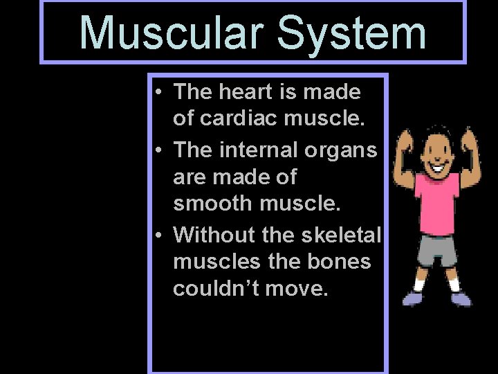 Muscular System • The heart is made of cardiac muscle. • The internal organs