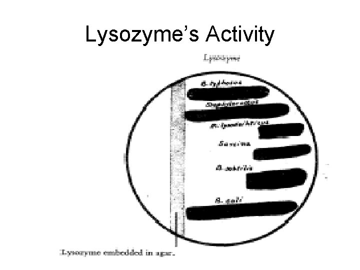 Lysozyme’s Activity 