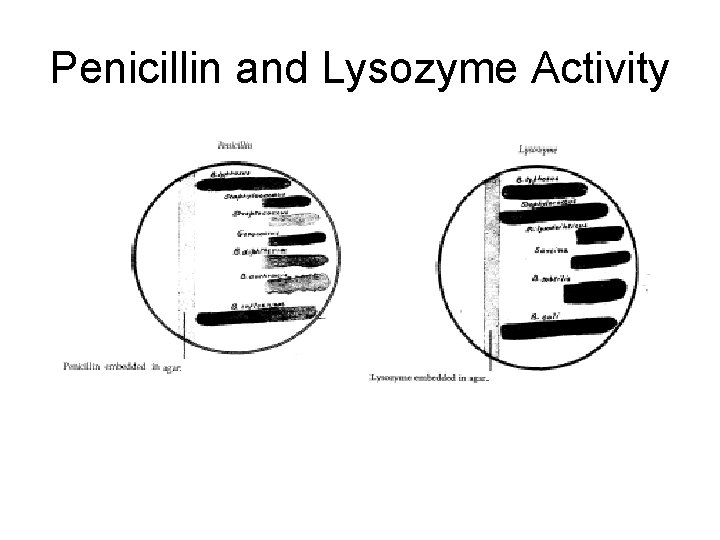 Penicillin and Lysozyme Activity 