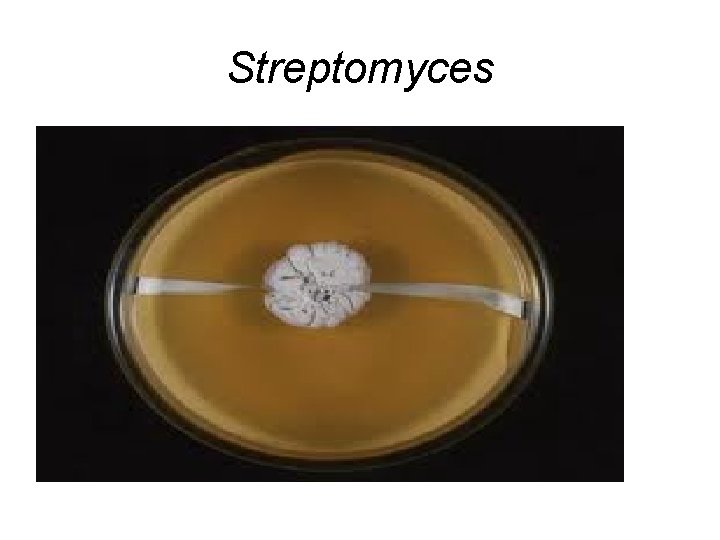 Streptomyces 
