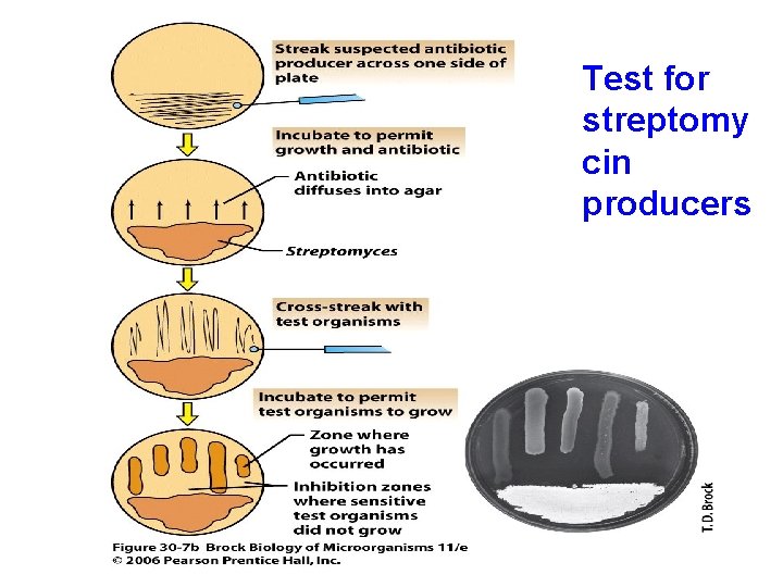 Test for streptomy cin producers 