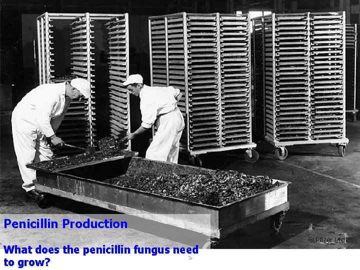 Penicillin Production What does the penicillin fungus need to grow? Pfizer Ltd 