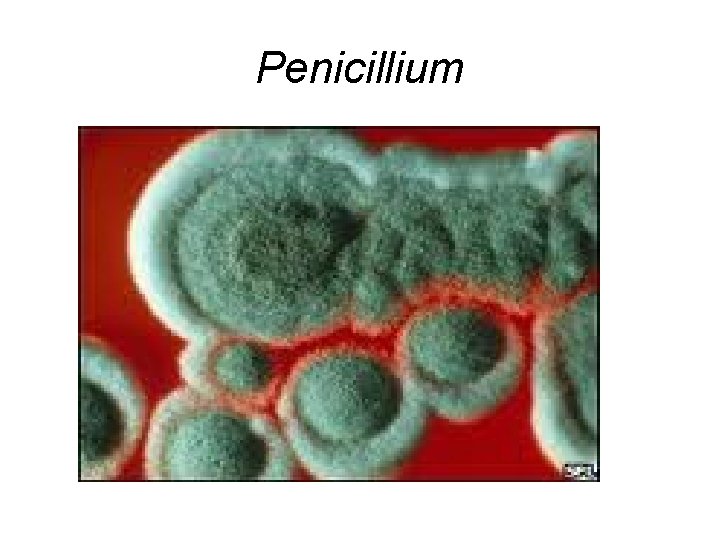 Penicillium 