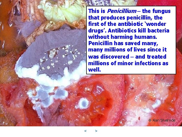This is Penicillium – the fungus that produces penicillin, the first of the antibiotic