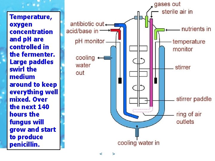 Temperature, oxygen concentration and p. H are controlled in the fermenter. Large paddles swirl