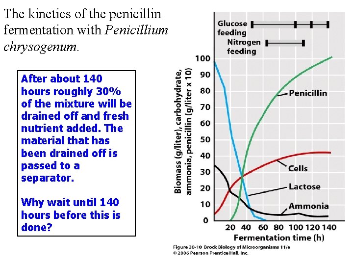 The kinetics of the penicillin fermentation with Penicillium chrysogenum. After about 140 hours roughly