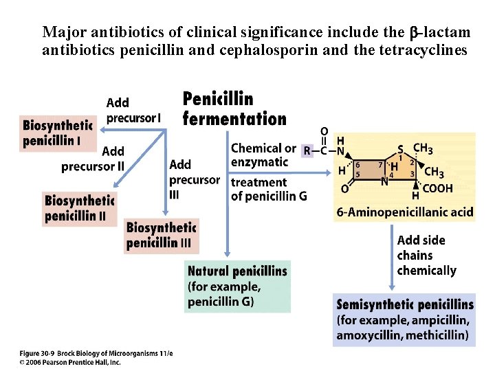 Major antibiotics of clinical significance include the -lactam antibiotics penicillin and cephalosporin and the