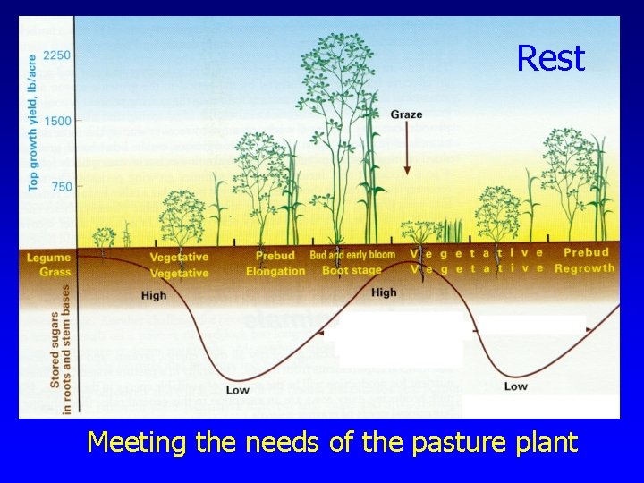 Rest Meeting the needs of the pasture plant 