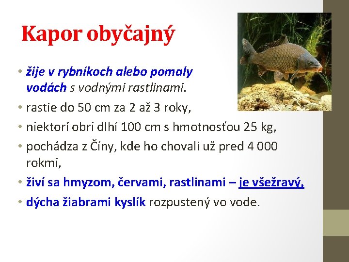 Kapor obyčajný • žije v rybníkoch alebo pomaly tečúcich vodách s vodnými rastlinami. •