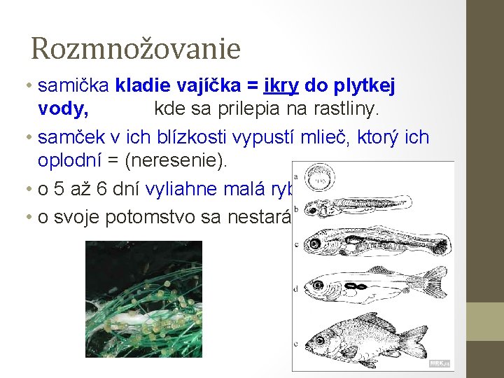 Rozmnožovanie • samička kladie vajíčka = ikry do plytkej vody, kde sa prilepia na