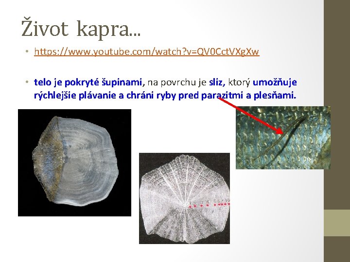 Život kapra. . . • https: //www. youtube. com/watch? v=QV 0 Cct. VXg. Xw