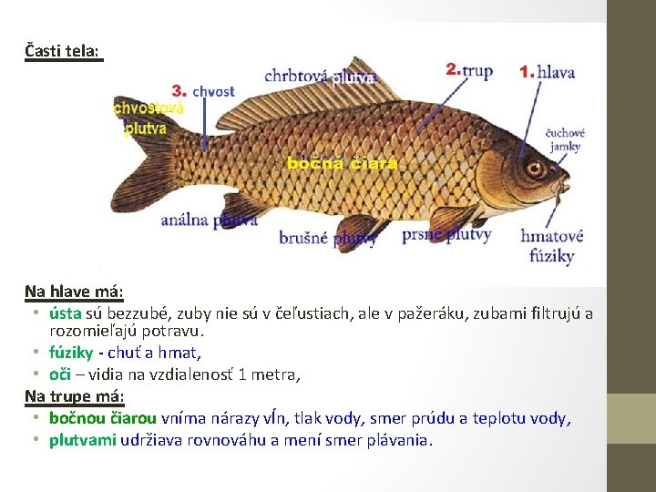 Časti tela: Na hlave má: • ústa sú bezzubé, zuby nie sú v čeľustiach,