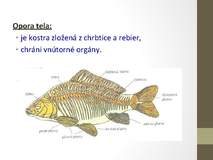 Opora tela: • je kostra zložená z chrbtice a rebier, • chráni vnútorné orgány.