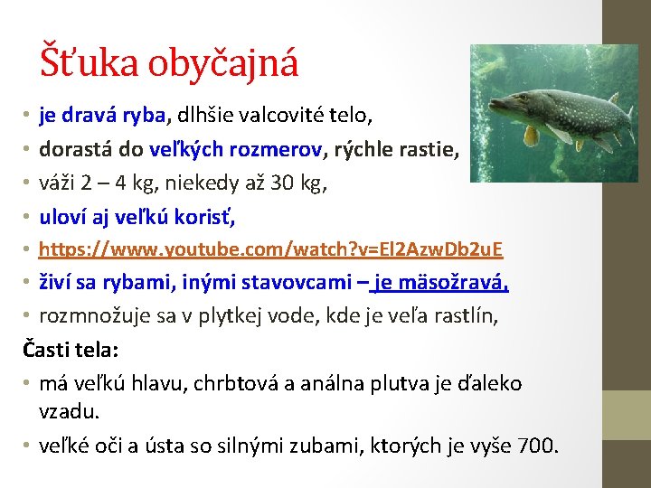 Šťuka obyčajná • • je dravá ryba, dlhšie valcovité telo, dorastá do veľkých rozmerov,