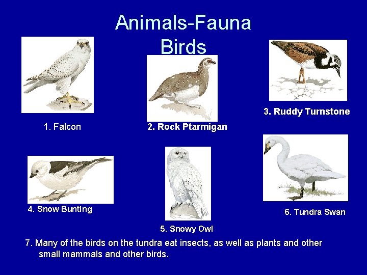 Animals-Fauna Birds Gyrfalcon 1. Falcon 3. Ruddy Turnstone 2. Rock Ptarmigan 4. Snow Bunting